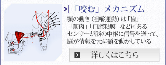 「咬む」メカニズム