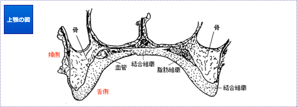 上顎の図