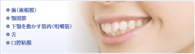1.歯（歯根膜） 2.顎関節  3.下顎を動かす筋肉（咀嚼筋）  4.舌 5.口腔粘膜