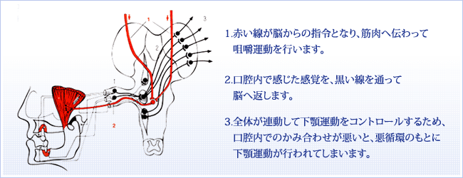 1.から揚げを口から入れ、前歯で大きく小分けする。 2.小分けしたものを奥歯で小さくすり潰す。 3.から揚げの端っこの固いところが、奥歯からこぼれ落ちる。4.舌と頬を使って、こぼれたものを奥歯へのせる。5.固いものをのせると、歯を守るために感覚受容器が防御反応を起こし、反射で口が開く。6.一連の顎の運動を咀嚼運動という。